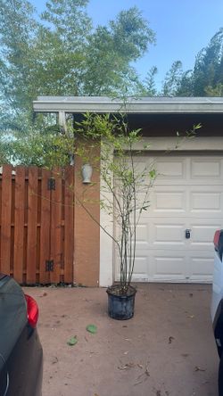 Bamboo
