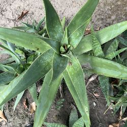 Different Size aloe Vera 