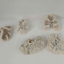 Coral Set
