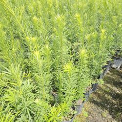 podocarpus Only $7