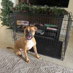 Dog Crate