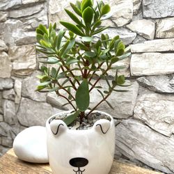 Succulent House Plant In Cute  New 3 3/4"H Ceramic Pot.