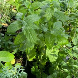 Plantas $10 Cada Una