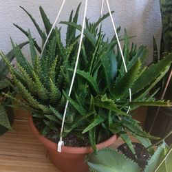 Alovera Nice Plant ..Lengua De Suegra ...Calanchoe...Madre De Mil ..Plantas Bonita's ,,,$37 Each 