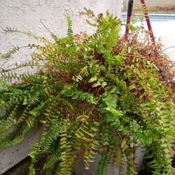 Large Fern In A White Por $20