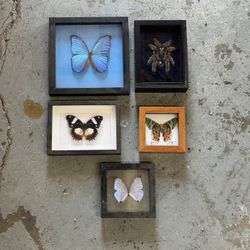 Butterfly Wall Decor