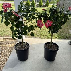 Hibiscus 