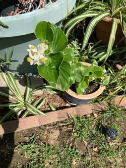 Flowering plant in pot decorative green plants