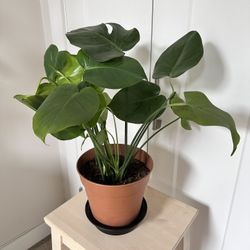 Monstera Deliciosa (Swiss Cheese Plant)🪴 