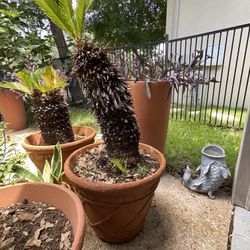 SAGO PALM LARGE WHIT POT 24 H 12 D NOT TERRACOTA PIC UP DOMINION 78257