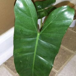 Burle Marx Plant Cutting (pls Read Description Below)