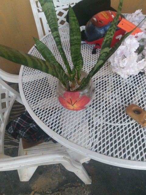 Plant
