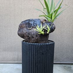 Old Yucca Bonsai Tree  ( OUTDOOR and INDOOR PLANT) 