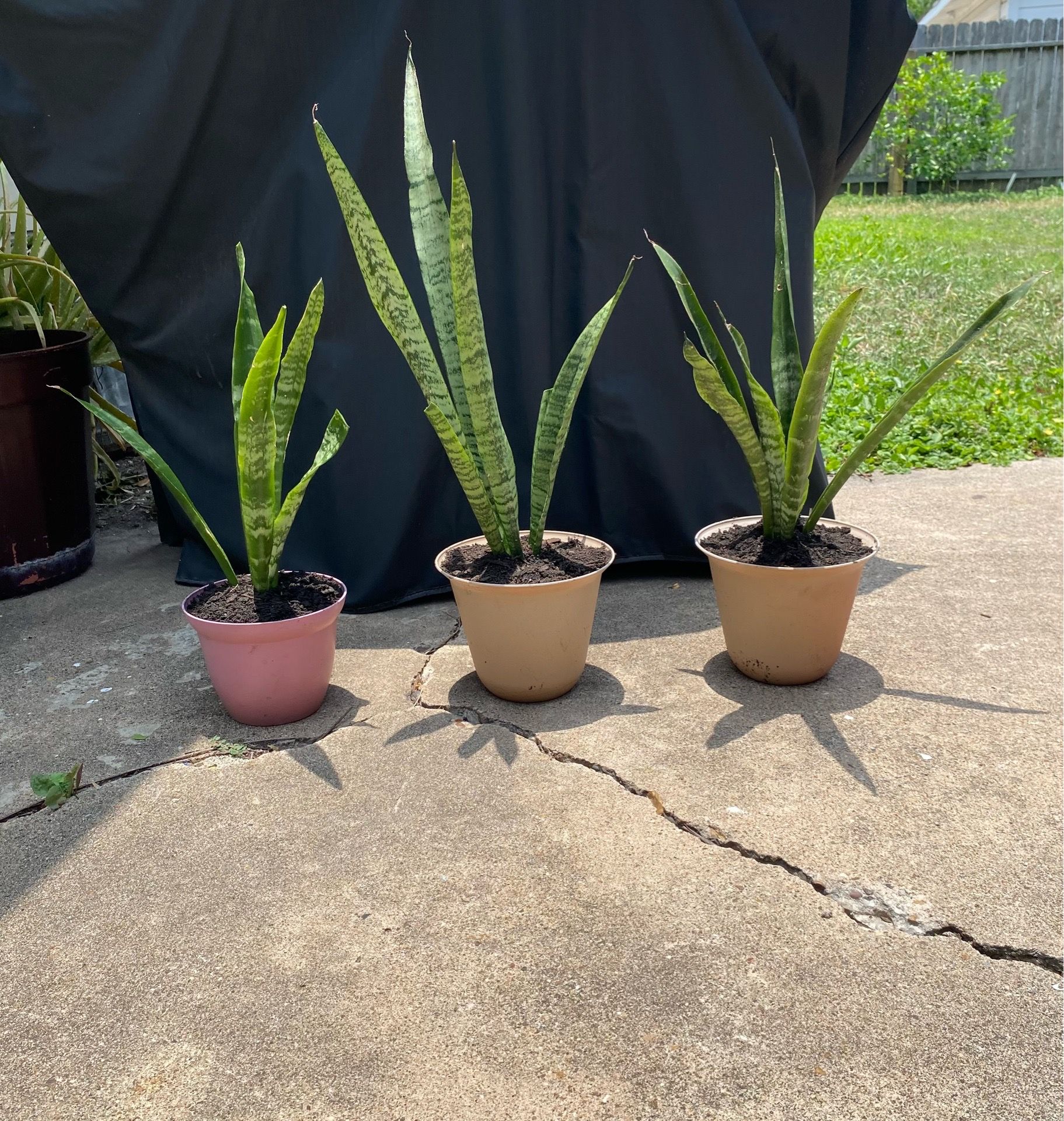 3 only LARGE Snake Plants 6 1/2” pots $15 EACH MUST PICK UP WILL NOT HOLD