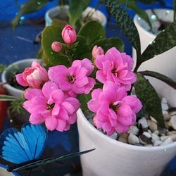 Plantas Naturales En Coloridas Macetas 🍀 Natural Plants in Colorful Pots 