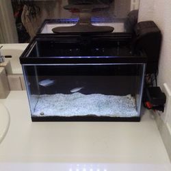 5 Gallon Aquarium Setup 