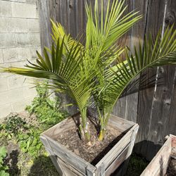 Majestic Palm 