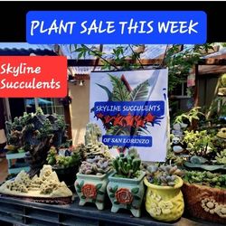 PLANT AND SUCCULENT SALE ON SATURDAY IN SAN LORENZO 