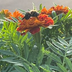 Marigold Starts