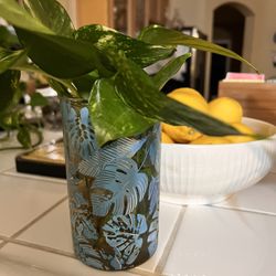 Golden Pothos For Only $15.00.