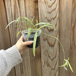 Spider Plant