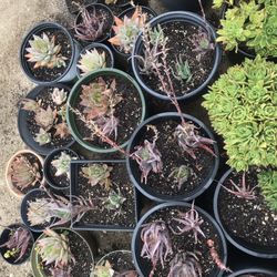 Assorted Succulents