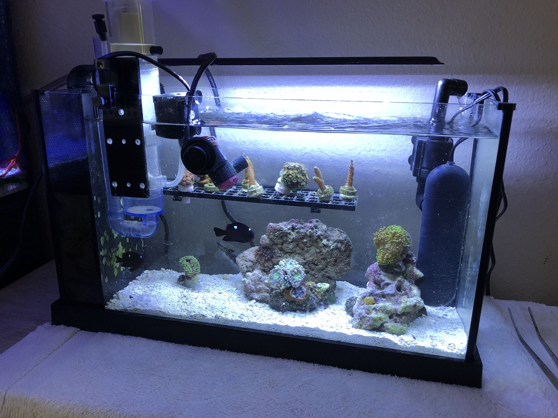 5 Gallon Nano Reef Saltwater Tank