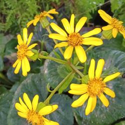 Beautiful Leopard Plants With Blooming Yellow Flowers 💛3gl $25