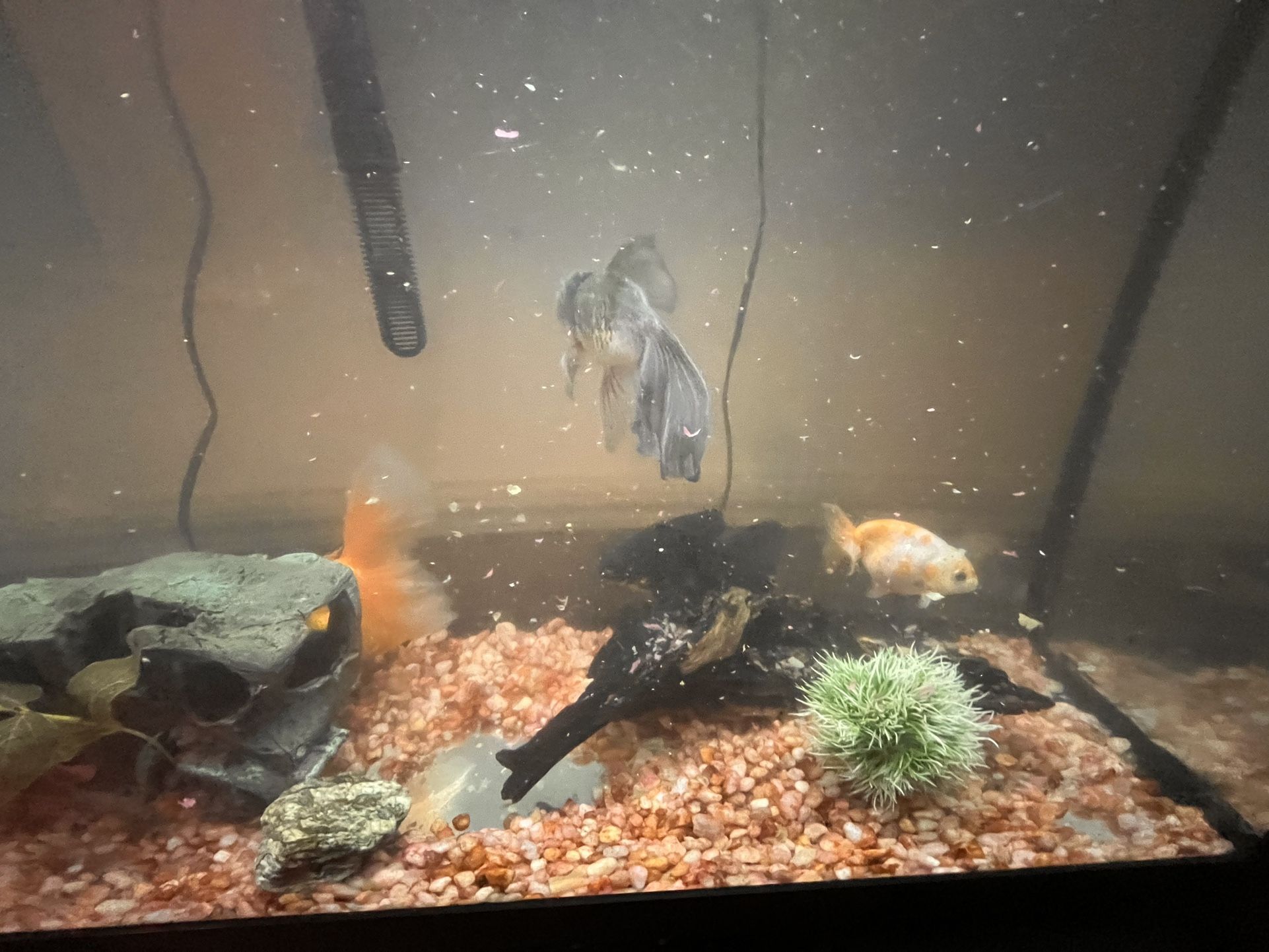 Fish Tank Set Up 