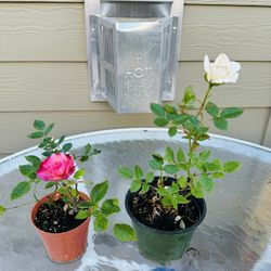 Rose Plants