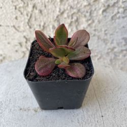 2 Inch Pot Succulent Plant Sedum Praealtum - Green Cockscomb - Rooted & Established - Drought Resistant 🪴 Great Baby Shower Wedding Favors