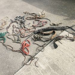 Misalainious Horse Gear 