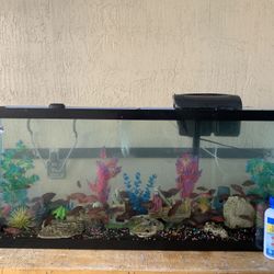 75 Gallon And 20 Gallon Tank With Everything Ciclid Fish  Included Ready Go