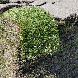 🎈St Augustine Floratam $145.00🎈