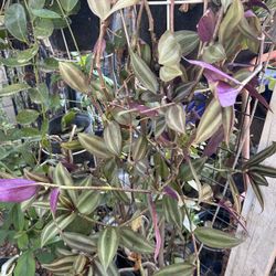Planta Colgante