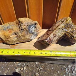 Two Huge Raw Slabs Of Petrified Wood Specimens 