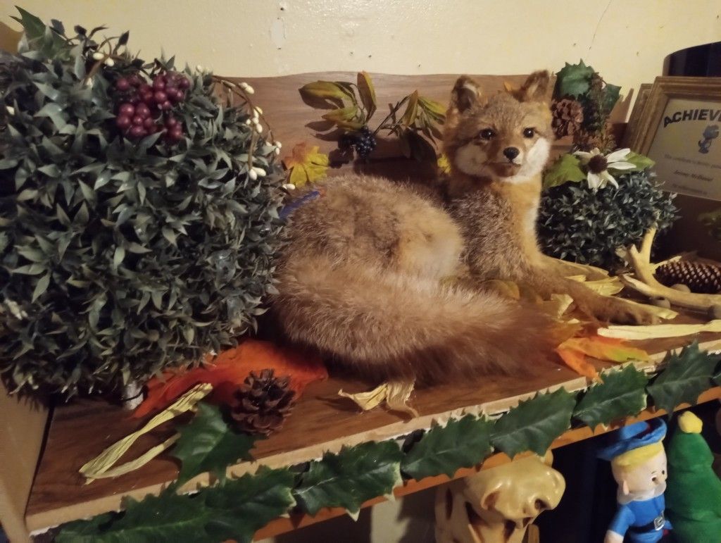 Beautiful Fox