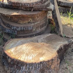 Live Oak Wood Tree Cut Slabs For Craft Art Tables Woodwork End Laquer Stain Furniture Apoxy Cut 