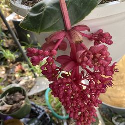 Medinilla