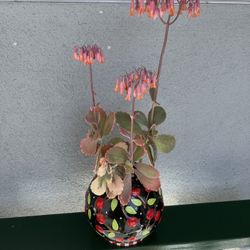 Beautiful Flowering Succulent In A Decorative Pot