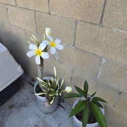 Plumeria, White Hawaiian Plant