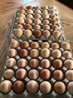 Fresh eggs