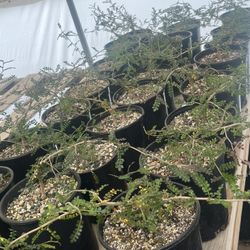 Operculicaria Decaryi In One Gallon Pots $30 Each 