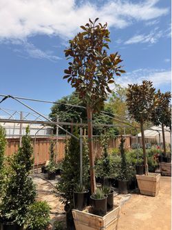Magnolia trees 24 ha 10-11 feet