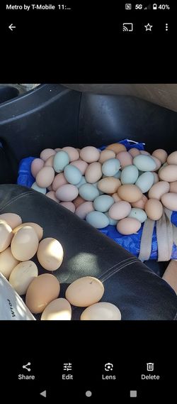 Organic Eggs