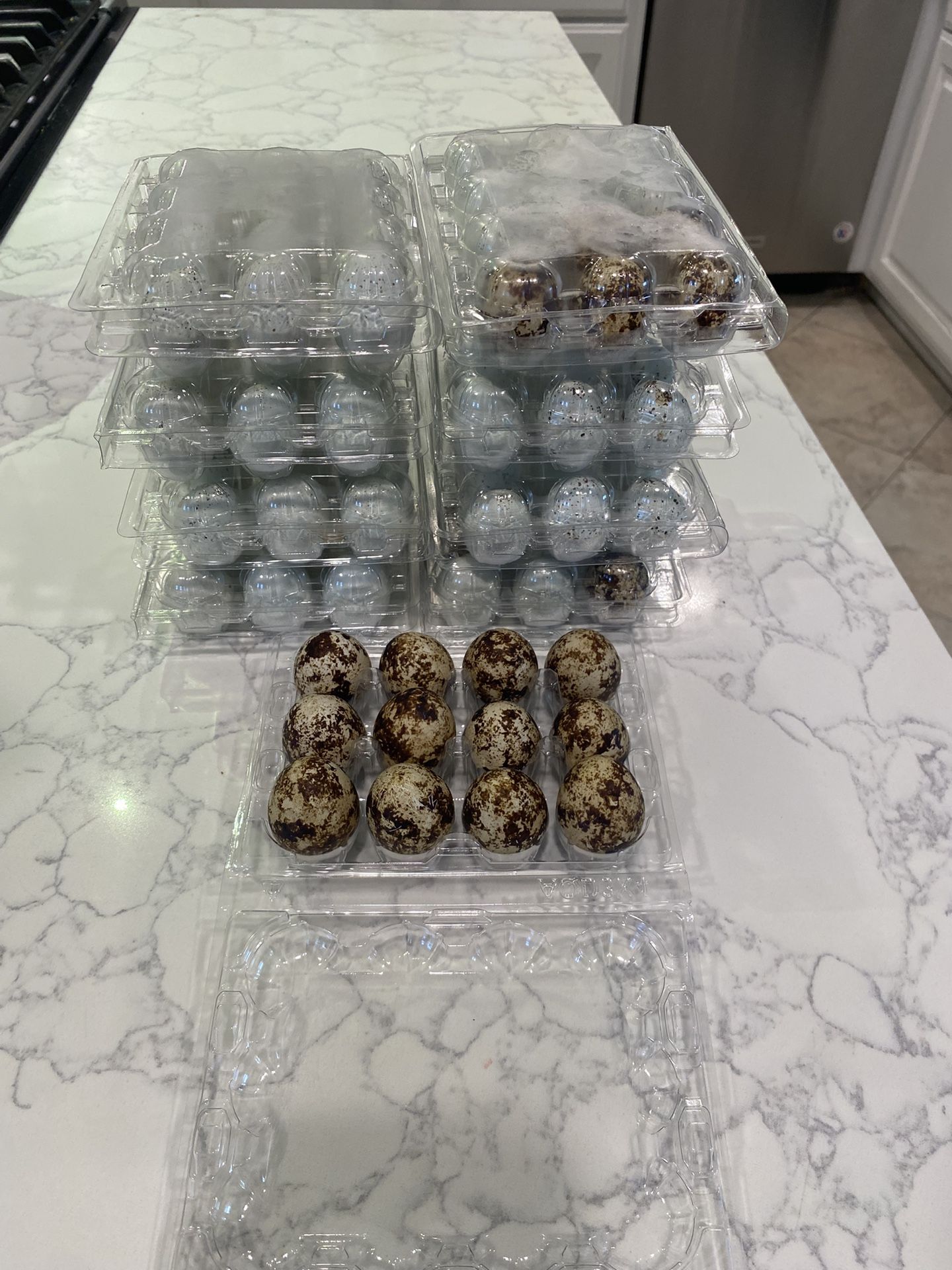 Quail Eggs