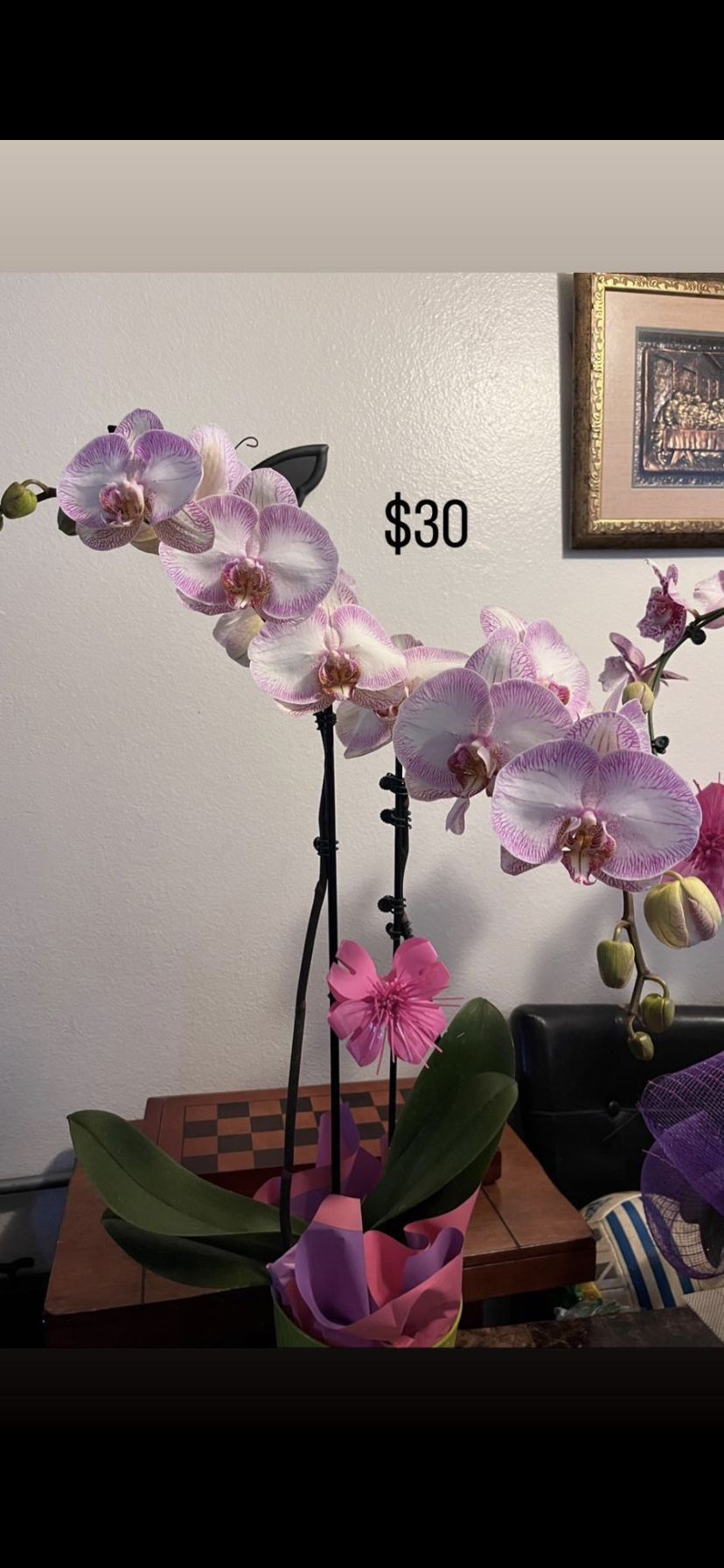 Orquídeas 
