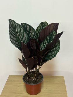 Calathea y pink splash exotics plantas