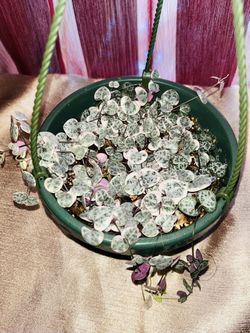 Variegated String Of Hearts Plant 6 Inch Pot