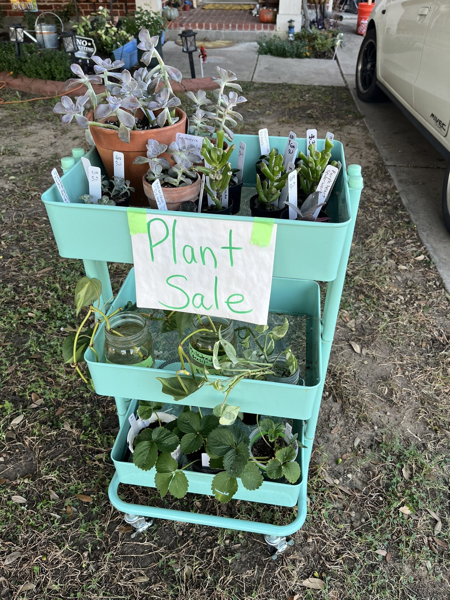 Plants For Sale!